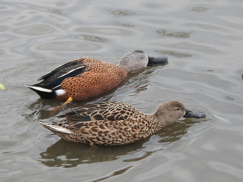 Shoveler pair 'shoveling'  :) | by blue33hibiscus