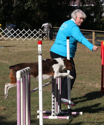 IMG_9762 | Saturday agility action with LCDA in Charleston, … | Flickr