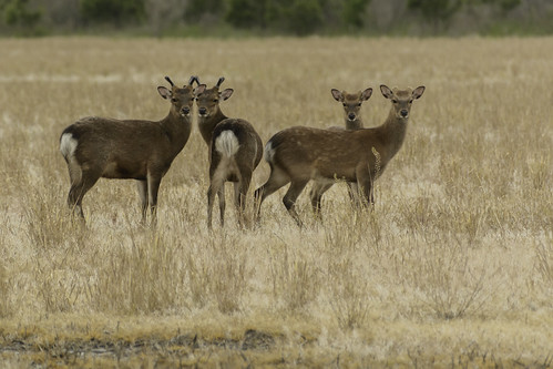 Photo of four sika deer