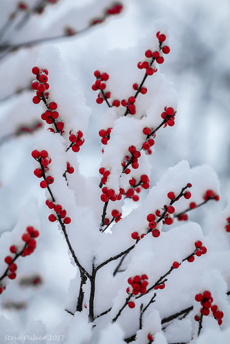 greenville newyork ny upstateny winter red snow berries tree bush color landscape nature canon70d canon70200f4l intimatelandscape