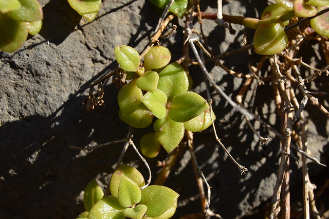 Aptenia cordifolia (L. f.) Schwantes