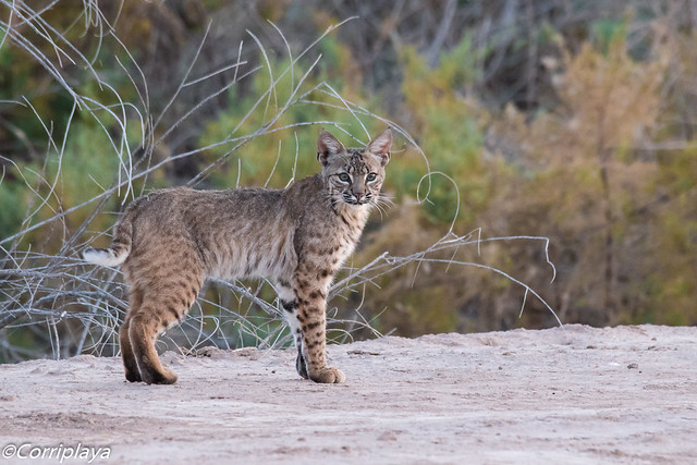 Lince Rojo, Bobcat (Lynx rufus)