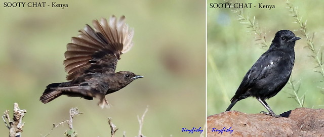 (Species #1154) SOOTY CHAT - [ Masai Mara, Kenya ]