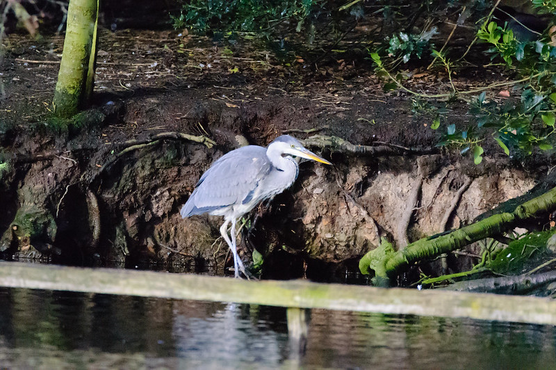 Young heron,down for a drink