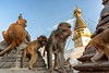 Swayambhunath Monkey Temple Family