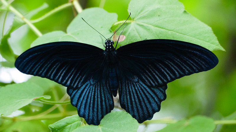 Stratford Butterfly Farm: butterfly