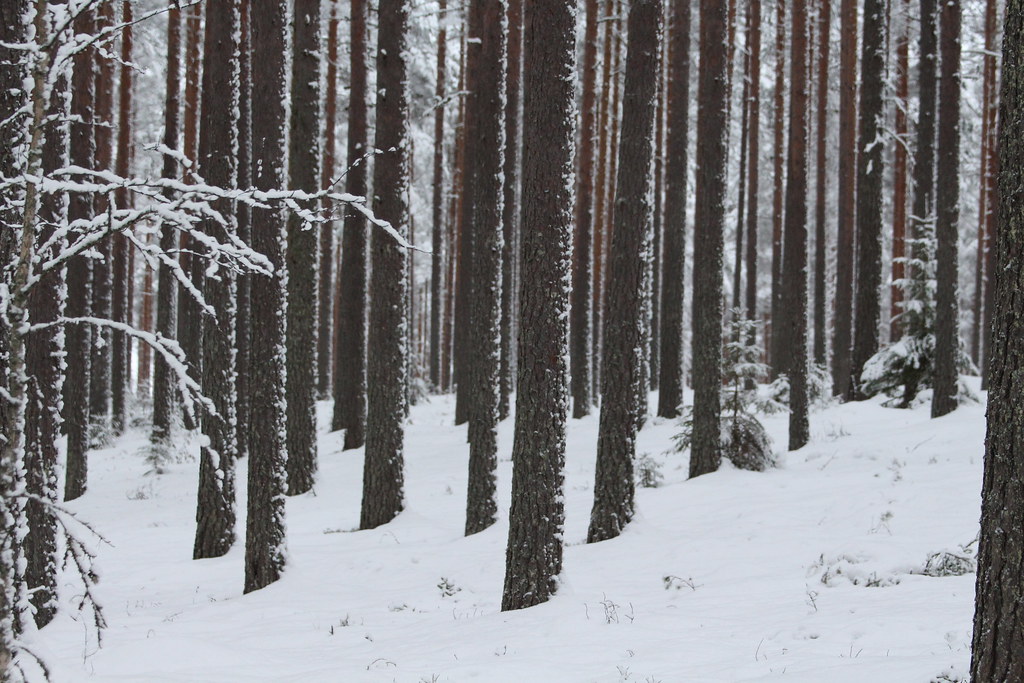 Dark winter forest snow wallpapers