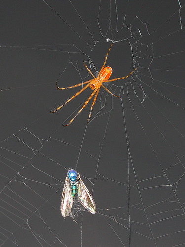 spider leucauge tetragnathidae canoneos7d geo:country=australia orbweaver granulata taxonomy:binomial=leucaugegranulata