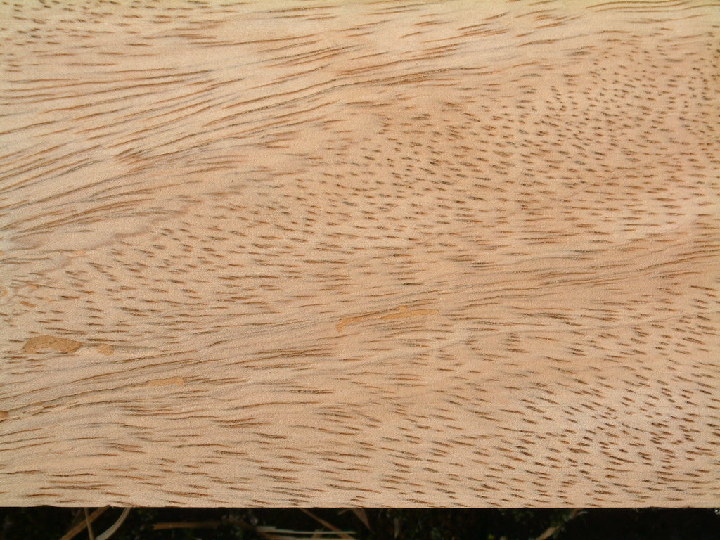 Mangifera indica wood