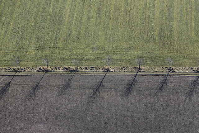 Trees In A Row - 01