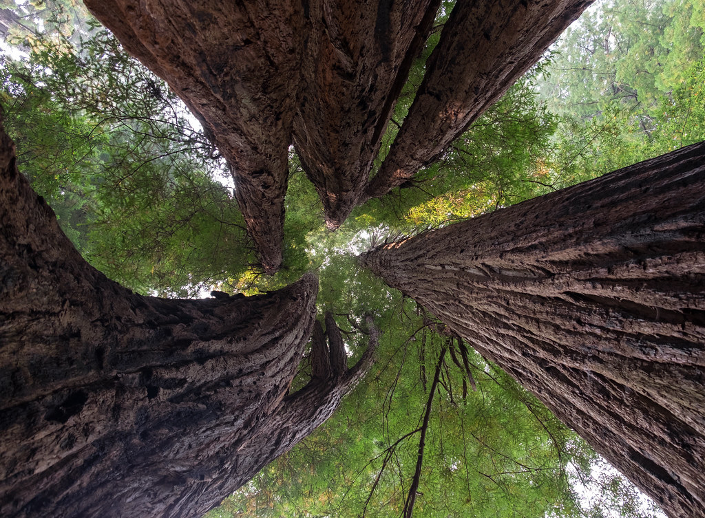 Tall Trees Loop Trail
