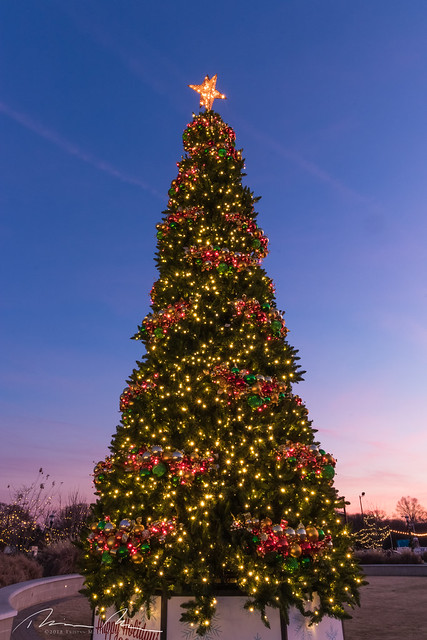 Christmas Tree-2.jpg