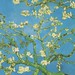 Van Gogh's branched d'amadier en fleurs, 1890