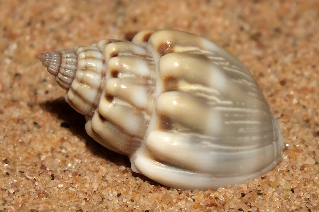 Mud snail (Nassarius (Nassarius) arcularius plicatus)