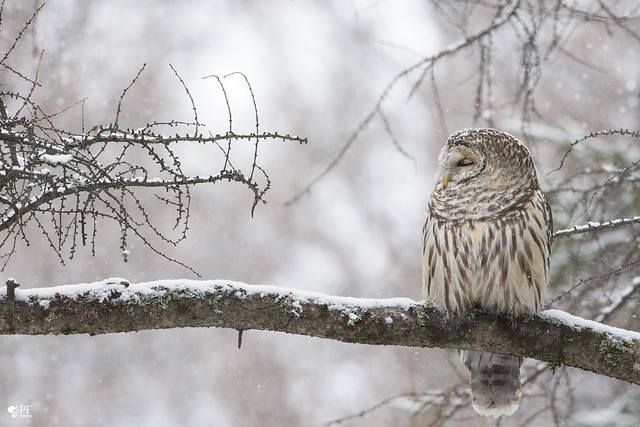 ''Sénérité de l'hiver!''Chouette rayée-Barred owl strix varia