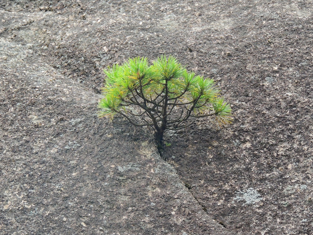 Nothing is impossible: green tree of perseverance growing out from rock - Huangshan, China