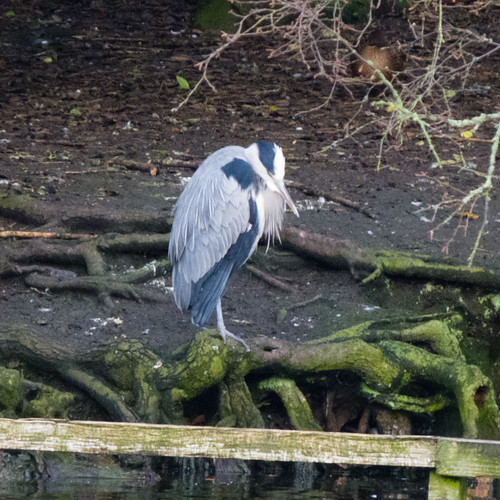 Herons NOT ignoring each other, West Park