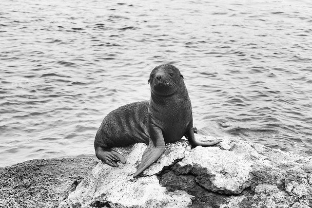 Galápagos Sea Lion Pup