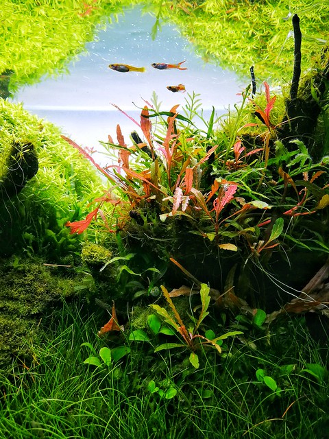 Update of my 80L planted tank 15 months after scaping