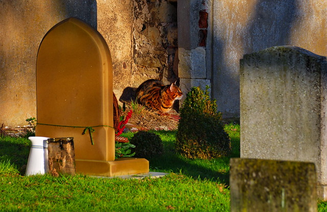 Bengal cat in St Mary Magdalene Churchyard, Monkton