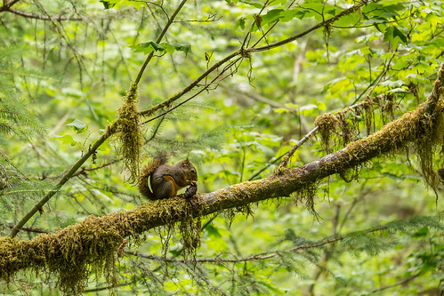 usa maplegladerainforesttrail hohrainforest olympicnationalpark canon landscape nature squirrel forest animail wildlife