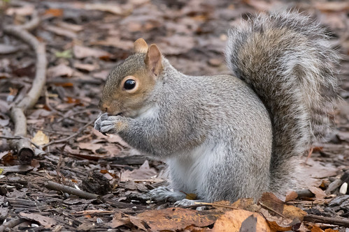 Squirrel (Sciurus carolinensis) | by Baldyal