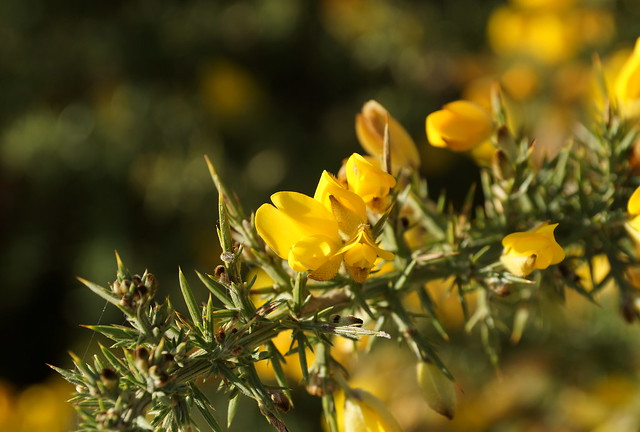 The wonderful thing about Gorse...