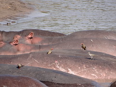 Madenhacker auf Flusspferd