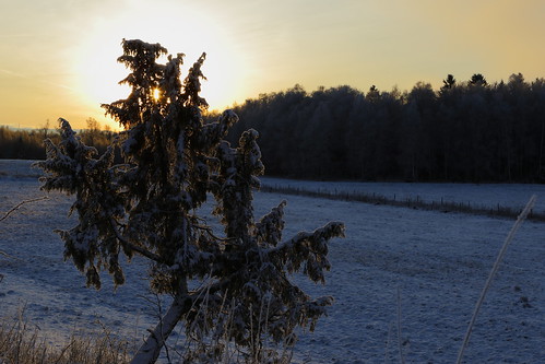 sunset solnedgång silhouette siluett outdoor winter vinter träd trees eos7dmkii ef2470mmf28l snow snö
