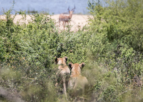 80d canon guillaumesamie krugernationalpark southafrica animals game gsamie hunting impala lions safari wild
