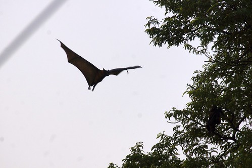 chambalsafari holiday animal bat flyingfox indianflyingfox pteropusgiganteus fruitbat greaterindianfruitbat uttarpradesh india