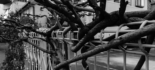 tokyo japan ukimafunado nikon nikond7100 d7100 sigma1750mmexdcoshsm sigma sunset dusk evening blackandwhite blackwhite monochrome 365project fence tree