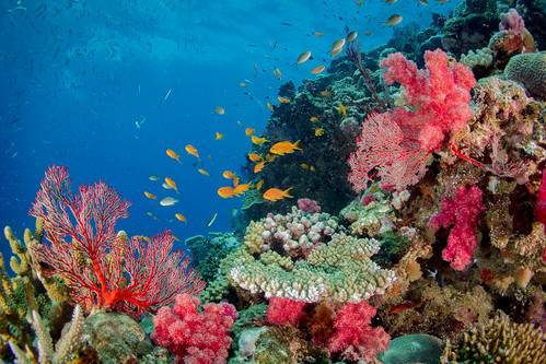 Récif coralien | Hienghène - Nouvelle Calédonie www.babou-pl… | Flickr