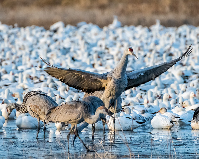 sand hill crane and snow geese
