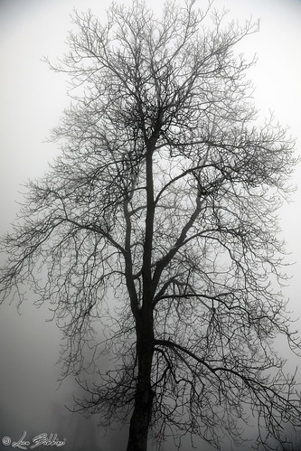fog nebbia tree trentinoaltoadige canoneos5dmarkiv canonef24105mmf4lisusm