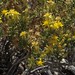 Flickr photo 'dwarf goldenbush, Ericameria nana' by: Jim Morefield.