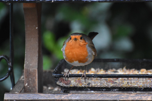 I'm fed up with the rain, but at least it is dry inside the bird table.