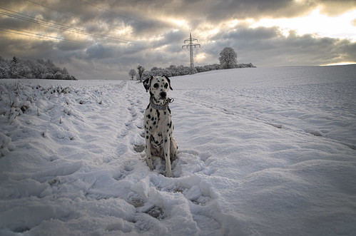 deutschland tierfotografie dalmatiner hund hundefotografie hundefotos rawtherapee pentaxk5ii niedersachsen hunderasse schnee shisana