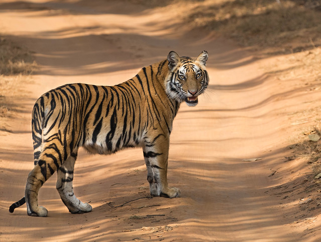 Juvenile male Royal Bengal Tiger (Rajbhra's cub-R3) 1062