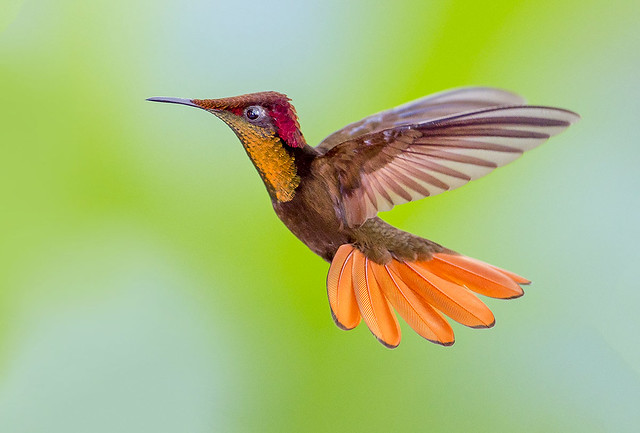 Ruby Topaz Hummingbird flying in the rain, Trinidad.