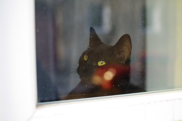 Cat at the window