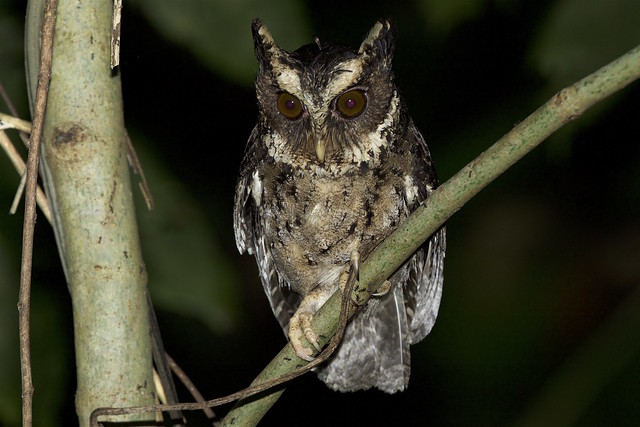 Palawan Scops Owl (Otus fuliginosus)