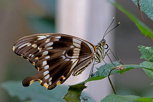 Papilio constantinus - Constantine´s Swallowtail