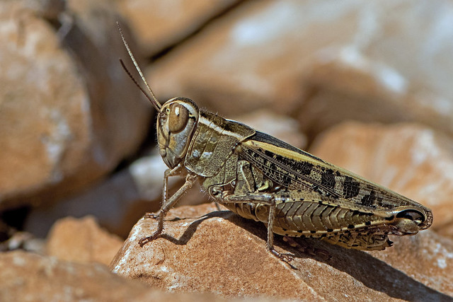 Calliptamus italicus - the Italian Locust