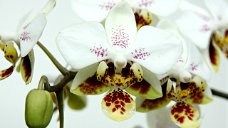 Phalaenopsis stuartiana var. punctatissima Sogo Fragant | by emmily1955