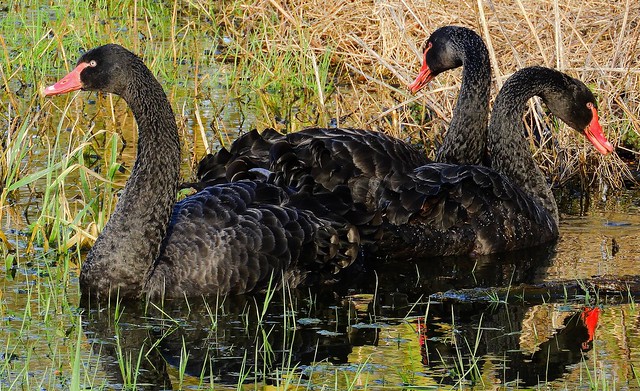 Australian Black Swans