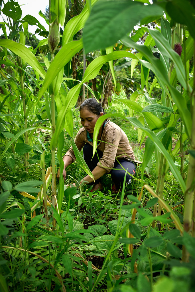 Ibu Rosalina harvesting corn. Photo by Icaro Cooke Vieira/CIFOR cifor.org...