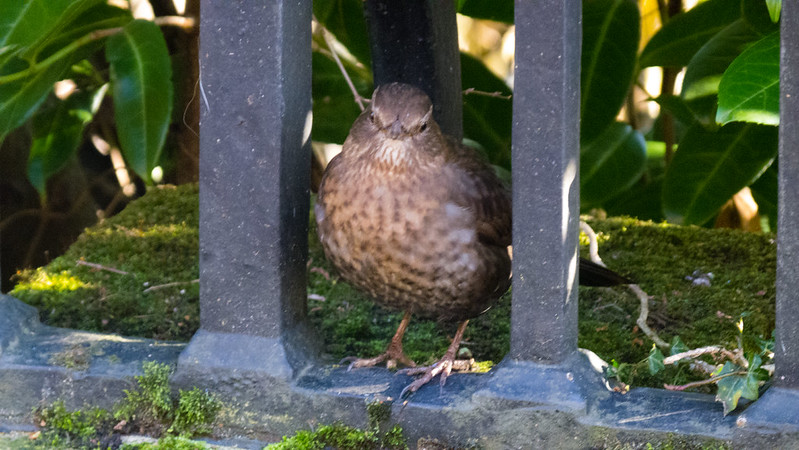 Female blackbird, Castle Walk, Bridgnorth
