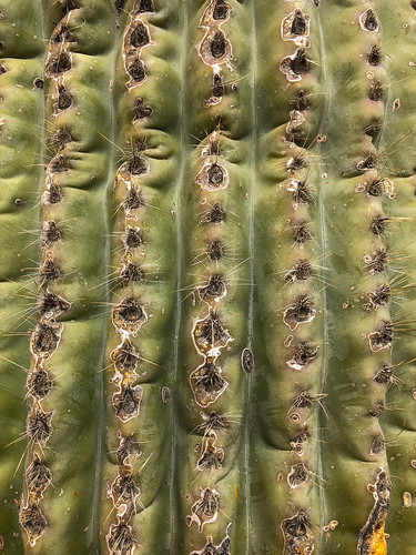 saguaro cactus pinnaclepeakpark scottsdale arizona desert