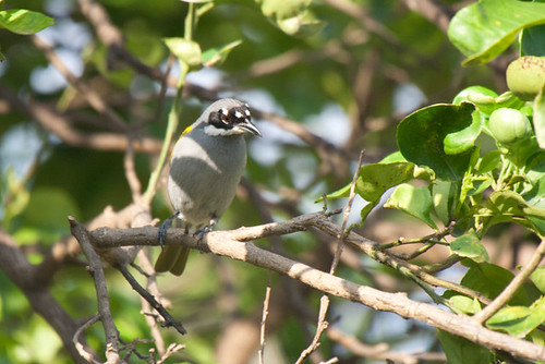 bird wildlife birding ornithology birdwatching oiseau faune ornithologie katjeàcouronnegrise